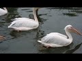 floating pelicans in nihondaira zoo shizuoka city japan 14 may 2014