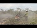 lightning fast... cut down dry trees in a row husqvarna 3120xp ‼️