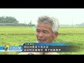 20190522 公視手語新聞 豪雨釀災農損 台南.高雄稻田大片倒伏