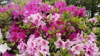 AZALEAS (\