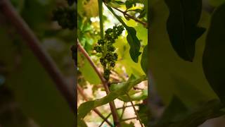 Bloom!The flowering of the grape 🍇plants. /what grape flowers 😍look like?#vairal #youtubeshorts #