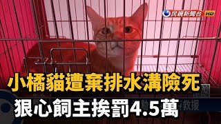 小橘貓遭棄排水溝險死 狠心飼主挨罰4.5萬－民視新聞