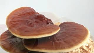 Ganoderma resinaceum