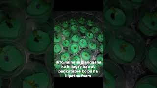 simple lang pala ang ganitong paraan ng paglipat tanim #hydroponic Garden #diy #subscribetomychannel