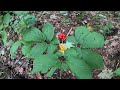 hunting ginseng in pennsylvania appalachian ginseng foraging learn about your land in pa