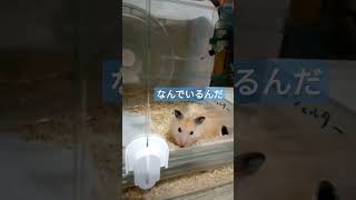 朝早く起きてみたら　#キンクマ #hamster #長毛 #shorts #固まるハムスター