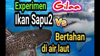 Ikan sapu sapu dimasukkan ke air laut selama 30 menit II Eksperimen gila liat reaksinya..