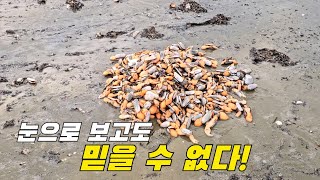 말도 안 되는 상황이 이 해수욕장에 일어났습니다! +먹방