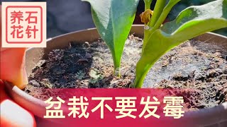 室内盆栽植物，要避免盆土发霉 - 说说我的处理方法和效果