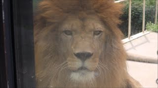 2017/07/03 広島市安佐動物公園ライオン主 ライト