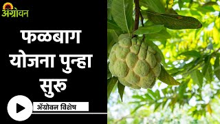 Falbag Yojana : एकापेक्षा जास्त फळपीक लागवड करता येणार ? | ॲग्रोवन