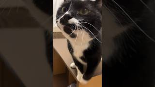 楽しい歌とおゆうぎのハチワレ猫🐈tuxedo-catざきお【猫動画】