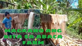 Magkano ang kita sa abaca farm part1 @BABAENG MAGSASAKA