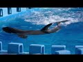 シャチ　アースくんとリンちゃん　上陸成功です【名古屋港水族館】killer whale port of nagoya public aquarium