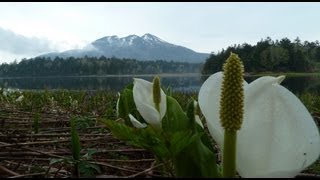 25年6月7日  尾瀬ヶ原から尾瀬沼