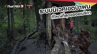 ระบบนิเวศเขตป่าฝนที่ใหญ่ที่สุดของอเมริกา : เรื่องเล่าการเดินทาง