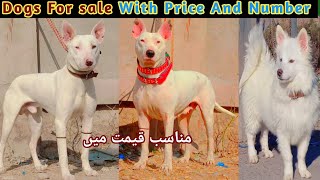 pure Kohati Gultair Vs Pitbull   | Kohat Dogs Market | Pk Animals