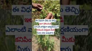 ఈ వేరు దగ్గర ఉంటే|మీరు అనుకున్నదే జరుగుతుంది