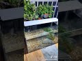 水草缸 溪流缸 水族馆 超清缸 群游鱼 water plant tank stream tank aquarium super clear tank group fish 230319015