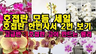 호접란 모듬세일~ 누구나 할 수 있는 호접란 2번보는 방법, 고아 만드는 원리