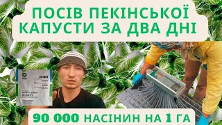 90 Тисяч насінин на гектар / Посів пекінської капусти за два дні.