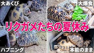 リクガメ多頭飼育者のとある１日