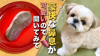 【シーズー】焼き芋に夢中のシーズー、豪快な鼻息が可愛いので聞いてみて♡（本日のオトンクッキングは、餅アレンジ！揚げ出しもち編）【369】