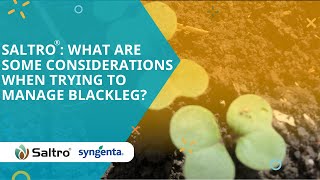 Saltro®: What are some considerations when trying to manage blackleg?