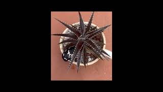 #shemasundar #cactus #dyckia #dyckiarubysnow #succulents  #cactusforsale