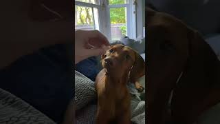 VIZSLA EATS BREAD RAPIDLY #vizsla #vizslapuppy