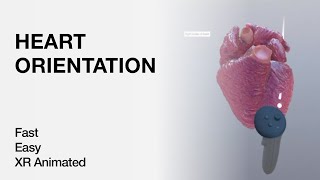 Heart Orientation - Anatomy Explained in Mixed Reality