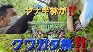 【昆虫採集】シーズンIN‼️ヤナギ林はノコギリクワガタ祭(^_^)v