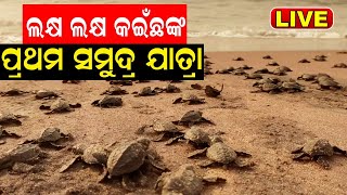 Live:ଲକ୍ଷ ଲକ୍ଷ କଇଁଛଙ୍କ ପ୍ରଥମ ସମୁଦ୍ର ଯାତ୍ରା,ବେଳାଭୂମିରେ କଇଁଛ ଶାବକ |Olive Ridley Sea Turtle |Odia News