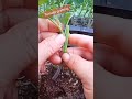 🍅🍅amazing tomato  grafting #shorts