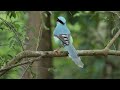 common green magpie