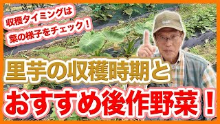 家庭菜園や農園の里芋栽培で収穫時期を見逃さないコツ！おすすめの後作野菜と里芋の育て方！【農家直伝】