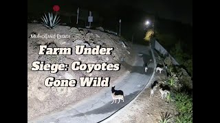 Coyotes Cause Chaos In The Hollywood Hills. Caught On Camera.