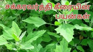 சக்கரவர்த்தி கீரையின் பயன்கள் | by Dr Anita | emperor spinach health benefits| Anita's clips