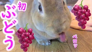 ぶどうを食べるウサギ【クチャぺろ】【mini rex】【超アップ】The rabbit  which eats grapes deliciously