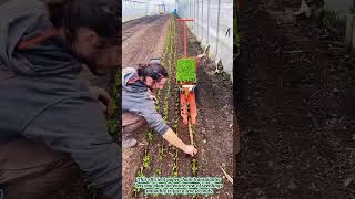 Eco Friendly Paper Pot Planter Speeds Up Agriculture