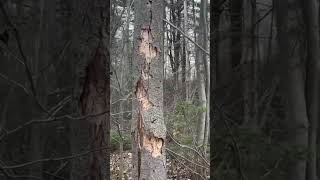 Ma Promenade Dominicale dans Le Bois au Canada. Le 14 Avril 2024.