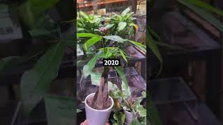 Money Tree Growth Journey From Baby to GIANT in 5 Years!