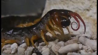 【Centipede】ムカデがゴキブリナイスキャッチ～！【ムカデ】