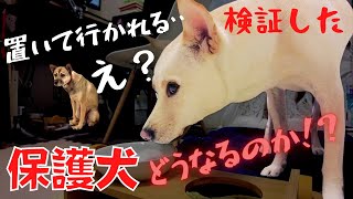 【検証】怯える元保護犬は置き去りにされるのがコワイ！？兄妹2匹で留守番したらどうなるの・・やっぱり可愛かったw