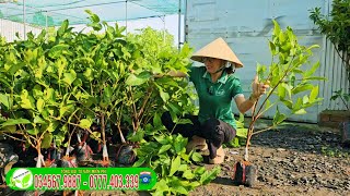 Cây giống Mận Hồng ( MST ) Cây Giống trồng kinh tế cao _ ra trái quanh năm