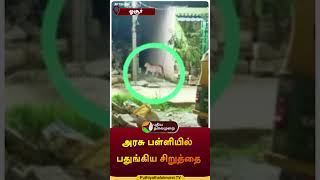 அரசு பள்ளியில் பதுங்கிய சிறுத்தை | #shorts | #ossur | #cheetah