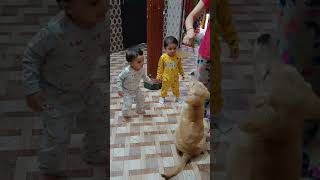 Cute animal funny video || Golden retriever puppy #viral #shorts