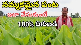 country turmeric farming in telugu/ దేశీ పుస్పు పంట,మాకు నమ్మకమైన పంట