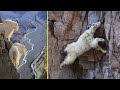 How Mountain Goats Walk On Sheer Cliffs Subduing Gravity.