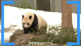 Giant pandas debut at the National Zoo